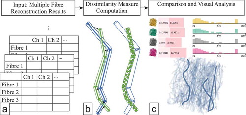 Figure 1. The workflow of FIAKER starts with multiple precomputed fibre reconstruction results to be analysed and explored (a). The dissimilarity computation to a user-defined reference (b) is incorporated into the proposed visual analysis methods (c).