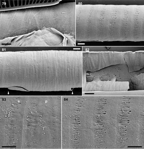 Figs 79–84. Pinnularia cf. gibba, oxidized auxospore walls, SEM. Fig. 79. Part of an expanded auxospore, showing incunabular strips overlying the transverse perizonium. Fig. 80. Secondary transverse perizonial bands. Note the very slightly corrugated profile of the perizonium. Fig. 81. Centre of perizonium, showing the very wide, irregularly porous, and slightly grooved primary transverse band (its limits are indicated by arrows; the break at bottom left is an artefact). Fig. 82. Broken centre of auxospore showing the interior of the primary transverse perizonial band. Fig. 83. Fimbriate margin of the primary transverse perizonial band (p) and an adjacent secondary transverse perizonial band (s). Fig. 84. Secondary transverse perizonial bands with fimbriate margins. Scale bars: 2 µm.