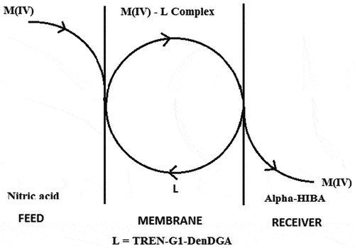 Scheme 1. Pictorial depiction of the transport mechanism.