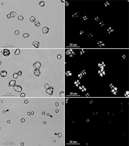FIGURE 3 Morphology of NMS, WMS, and SMS: (a, b) NMS, (c, d) WMS, and (e, f) SMS. Black arrows in (e) indicate starch granules with dark and dispersed Maltese cross patterns as observed under a polarized microscope (f).