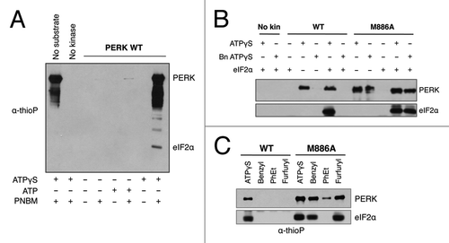 Figure 4. PERK M886A can utilize bulky ATPγS to thiophosphorylate substrate in vitro. (A) The thioP antibody specifically recognizes alkylated, thiophosphorylated PERK substrate. Recombinant WT PERK-ΔN was incubated with eIF2α in the presence or absence of 1mM ATPγS or ATP. Samples were alkylated (PNBM) and assessed by western blot for thiophosphorylated protein using an anti-thiophosphate ester antibody (α-thioP). (B) Only PERK M886A can use bulky ATPγS to thiophosphorylate substrate in vitro. Recombinant WT or M886A PERK-ΔN was incubated with eIF2α in the presence of ATPγS or benzyl (Bn) ATPγS. Reactions were alkylated, then and probed by western blot with the thioP antibody. (C) PERK M886A prefers N6-furfuryl ATPγS. Recombinant WT or M886A PERK-ΔN were used in kinase assays, as described in (B) with the inclusion of the indicated bulky ATPγS analogs.