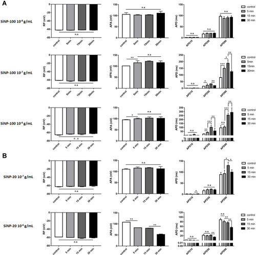 Figure 2 Statistical results showing the acute effects of SiNPs on the TMP parameters of mouse cardiomyocytes in vitro. (A) SiNP-100 at 10−8–10−6 g/mL and exposure for 5–30 min. (B) SiNP-20 at 10−7 and 10−6 g/mL and exposure for 5–30 min. *P<0.05, **P<0.01, ***P<0.001, n=5 cells for each SiNP concentration.