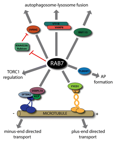 Figure 2. Various roles of RAB7 in autophagy. Through its interaction partners, RAB7 is implicated in the bidirectional transport of autophagosomes. RILP participates in the recruitment of dynein-dynactin complex, whereas FYCO1 interacts with kinesins. Other RAB7 effectors, UVRAG, KIAA0226/Rubicon, and RNF115 have a role in autophagosome maturation. While the HOPS complex associated SNAREs, VTI1B, and VAMP8, are involved in autophagosome-lysosome fusion, the HOPS itself, although a well-known RAB7 effector, is not implicated in this process. Furthermore, RAB7 is implicated in the regulation of TORC1 activity, and, together with its effector PLEKHF1/Phafin1, is also described in autophagosome (AP) formation.
