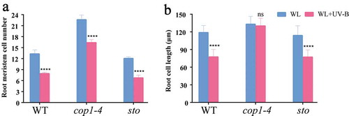 Figure 5. The function of COP1 and STO genes on root cell division and cell length. WT (Col-0), cop1-4, and sto mutants were grown under continuous white light or white light with UV-B for 6 d. Cell number and cell length were measured by ImageJ software. (a) Cell number in meristem zone of root; (b) cell length in mature zone of the root. Data are expressed as mean values ± standard errors from three replicates, and error bars represent standard errors. The symbol ‘*’ indicates statistical difference P < 0.05 and the symbol ‘****’ indicates statistical difference P < 0.0001 (two-way ANOVA, Turkey’s multiple comparisons test).