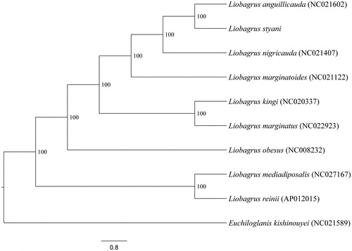 Figure 1. Bayesian Inference phylogenetic tree was constructed using mitogenome sequences. Specimens used for analysis were collected from China, except L. reinii (Japan), L. mediadiposalis and L. obesus (Korean). Euchiloglanis kishinouyei was chosen as outgroup.