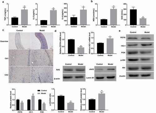 Figure 1. Decreased PDYN expression and suppressed PI3K/Akt/Nrf2/HO-1 pathway in a rat model of epilepsy Serum levels of TNF-α, IL-2, and IL-6 (a) using ELISA, MDA content and SOD activity (b) using commercial kits in control and epileptic model rats. In situ cell apoptosis (c) using TUNEL staining (Scale bar: 25.0 μm in overview; 2 μm in CA1 and CA3), mRNA expression of PDYN and HO-1 (d) using RT-qPCR, and protein expression of PDYN, total Nrf2, nuclear Nrf2, HO-1, PI3K, as well as phosphorylation level of Akt (p-Akt) (e) using western blot, in the hippocampus of control and epileptic model rats. n = 8/group. *p < 0.05, **p < 0.01, vs. Control group.