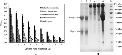 Figure 2 (A): The four rounds of immune efficacy analyzation of Van-KLH conjugate to rabbit by serum-based ELISA for Van, the coated antigen were Van-BSA and the negative control were coated equivalent BSA. The presented OD450 values were the means ± SDs from triplicate measurements. (B): The purify efficacy analyzation of anti-Van pAbs proteins from the booster immunized rabbit serum by SDS-PAGE, and the anti-Van pAbs proteins were successively purified by using saturated ammonium sulfate precipitation and HiTrap protein A HP columns. M: Protein marker; Lanes 1 and 2: The purified anti-Van pAbs proteins from HiTrap protein A HP columns were treated with β-mercaptoethanol denaturing buffer, and the two of heavy chain (approximately 50 kDa) and the two of light chain (approximately 25 kDa) were released, respectively. Lane 3: The purified anti-Van pAbs proteins (approximately 150 kDa) from HiTrap protein A HP columns were treated with non-denaturing buffer. Lanes 4 and 5: The primary purified anti-Van pAbs proteins from the booster immunized rabbit serum by using saturated ammonium sulfate precipitation; Lane 6: The primordial booster immunized rabbit serum.