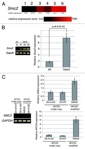 Figure 1.Smc2 expression in neuroblastoma model mice and SMC2 expression in human neuroblastoma cell lines. (A) Results of a microarray analysis of the relative expression levels of Smc2 in ganglia of wt mice (lanes 1 and 2), and precancerous (lanes 3 and 4) and tumor lesions (lanes 5 and 6) of homozygous MYCN Tg mice. (B) Semi-quantitative (left) and quantitative (right) RT-PCR analyses of Smc2 and Gapdh (control) expression levels in 3 precancerous lesion samples from hemizygous MYCN Tg mice (hemi) and ganglia of wt mouse. (C) Semi-quantitative (left) and quantitative (right) RT-PCR analyses of human SMC2 expression levels in various human neuroblastoma cell lines. SH-SY5Y, SK-N-AS, and SH-EP cells have a single copy of MYCN, and IMR32 and SK-N-BE(2) have amplified MYCN. The expression levels of Smc2 and SMC2 detected by RT-qPCR were normalized to those of Gapdh and GAPDH respectively.