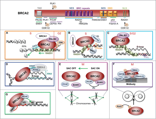 Figure 1. Schematic representation of the structural domains of BRCA2 showing the binding sites for its protein partners. The panels illustrate the established and suggested functions of BRCA2 in: (A) HR-mediated repair. (B) Protection of DNA replication forks. (C) D-loop extension at stalled replication forks. (D) R-loop metabolism. (E, F) Mitosis progression and cytokinesis. (G) Transactivation activity. The phase of the cell cycle is indicated in red. The color-coding of the binding sites in the scheme corresponds to the colors of the panels in which the proteins are involved. DBD, DNA binding domain; H, helical domain; NLS, nuclear localization signal; NES, nuclear export signal; OB, oligonucleotide/oligosaccharide binding fold; SAC, spindle assembly checkpoint; TAD, Transactivation domain; AR, Androgen receptor. Ac, acetylation; P, phosphorylation; Ub, ubiquitination.