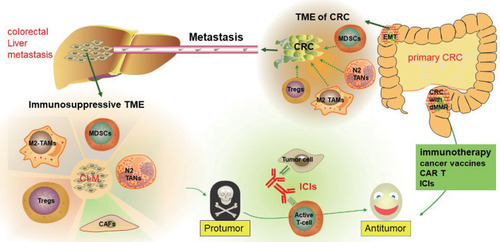 Figure 1 The immunosuppressive microenvironment of the liver and colorectal cancer contributes to liver metastasis and poor survival in colorectal cancer, which can be treated using immunotherapy.