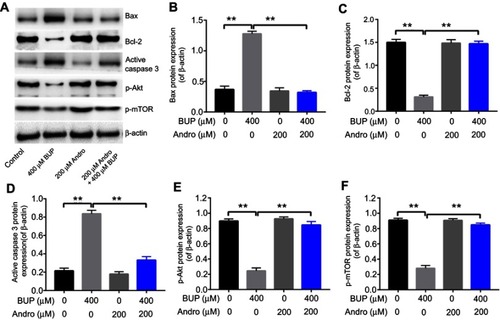 Figure 4 Andro attenuated Bup-induced cytotoxicity via activating p-Akt and p-mTOR in SH-SY5Y cells.Notes: SH-SY5Y cells were incubated with Andro (0, 50, 100, or 200 μM) for 12 hours. Then, the culture medium was changed and cells incubated with Bup (0 or 400 μM) for another 48 hours. (A) Expression of Bax, Bcl2, active caspase 3, p-Akt, and p-mTOR in Bup-induced SH-SY5Y cells was analyzed by Western blotting. (B) Relative Bax expression was quantified by normalizing to β-actin. (C) Relative Bcl2 expression was quantified by normalizing to β-actin. (D) Relative active caspase 3 expression was quantified by normalizing to β-actin. (E) Relative p-Akt expression was quantified by normalizing to β-actin. (F) Relative p-mTOR expression was quantified by normalizing to β-actin. **P<0.01.Abbreviations: Bup, bupivacaine; Andro, andrographolide.