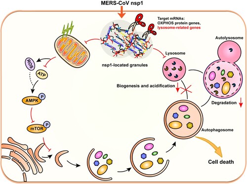 Figure 8. Schematic diagram of the proposed mechanisms involved in nsp1-induced autophagy. nsp1-located granules were rich in RNA-binding proteins and the mRNAs of OXPHOS protein genes and lysosome-related genes. As an endonuclease, nsp1 cleaved the mRNA of OXPHOS protein genes, which disturbed mitochondrial function. The increased ROS and decreased ATP led to the activation of AMPK and the inhibition of mTOR activity, thereby triggering autophagy. On the other hand, nsp1 directly bound to and downregulated the mRNA of lysosome-related genes, blocking the autophagic flux by impairing autophagosome-lysosome fusion and the degradation of autolysosomes. In turn, nsp1-induced autophagy led to cell death.