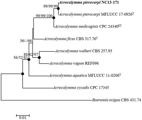 Figure 6. Neighbor-joining phylogenetic tree based on the concatenated ITS region and partial of 28S rDNA sequences showing the phylogenetic position of Acrocalymma pterocarpi NC13-171 among members of the genus Acrocalymma. The tree was rooted using Boeremia exigua CBS 431.74 as an outgroup. The numbers above the branches represent the bootstrap values (ML/MP/NJ) obtained for 1000 replicates (values smaller than 50% were not shown). The isolated strain of this study is indicated in bold. Bar, 0.01 substitutions per nucleotide position.