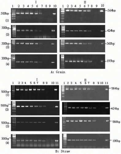 Figure 2.  Detection of foreign genes (Bar and CaMV35s) and self genes (Actin and SPS) in the debris of grain (A) and straw (B) of Bar68-1 and X125S/Bar68-1. The grain and straw were incubated in rumen fluid/buffer media for up to 42 and 70 h, respectively. I: Bar68-1; II: X125S/Bar68-1. (1): Amplified SPS gene fragment; (2): Amplified Actin gene fragment; (3): Amplified Bar gene fragment; and (4): Amplified CaMV 35S promoter gene fragment. A: Lan1, DNA markers; Lan2-8, target genes incubated for 6, 12, 18, 24, 30, 36 and 42 h; Lan9, negative control (no DNA template); Lan10, positive control (DNA isolated from Bar68-1 and X125S/Bar68-1 grain). B: Lan1, DNA markers; Lan2-9, target genes incubated for 6, 12, 24, 36, 48, 60 and 70 h; Lan10, negative control (no DNA template); Lan11, positive control (DNA isolated from Bar68-1 and X125S/Bar68-1 straw).