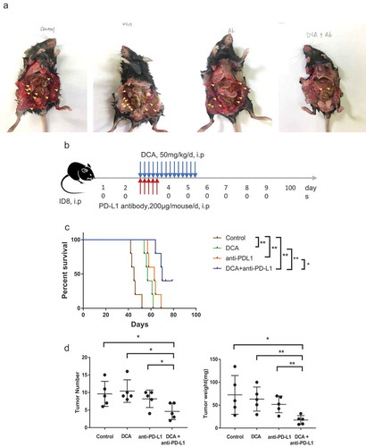 Figure 6. Co-treatment with the PDK inhibitor, DCA, and anti-PD-L1 antibody suppresses tumor growth in an ID8 ovarian cancer model. (a). Typical presentation of ID8 ovarian cancer tumors in C57BL/6 mice treated with DCA and/or anti-PD-L1 antibody. (b). Scheme of the therapeutic strategy. (c). Overall survival of mice from the four groups. (d). Peritoneal tumors were counted and weighed following euthanization. Each dot represents a single mouse (* P < .05, ** P < .01).