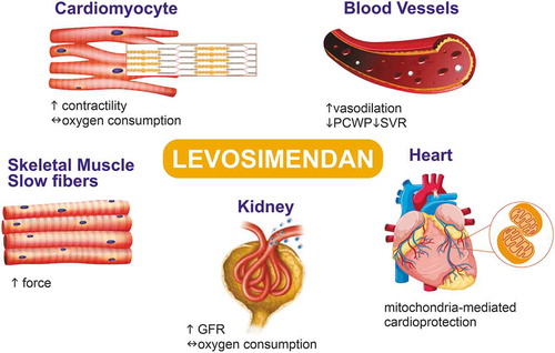 Figure 1. An overview of the pleiotropic actions of levosimendan. Levosimendan acts as an inotrope by enhancing the calcium sensitivity of troponin C in heart muscle, thereby increasing the force of contraction and ensuring an enhancement of cardiac output, without a commensurate increase in the oxygen requirements of the heart. A similar action may occur in the slow skeletal muscle fibers, for instance in the diaphragm, that would be of help in weaning from ventilation or in delaying the need for ventilation in patients with amyotrophic lateral sclerosis. By opening adenosine triphosphate-sensitive potassium channels in the vascular smooth muscle cells of certain vessels, levosimendan causes vasodilation and a reduction in systemic vascular resistance (SVR), which is also seen as a decrease in pulmonary capillary wedge pressure (PCWP), and ensuring an enhancement of cardiac output, in addition to its inotropic actions. A similar action on mitochondrial and sarcolemmal KATP channels in cardiac myocytes is linked to cardioprotection. Finally, the preferential vasodilation achieved by levosimendan on afferent versus efferent glomerular arterioles increases the glomerular filtration rate (GFR) without increasing renal oxygen demand. (From Kurdi et al. [Citation33] with permission.)
