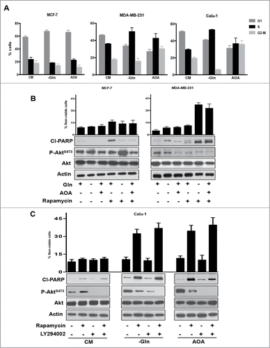 Figure 4. Glutamine starvation causes S phase arrest in K-Ras mutant cell lines and sensitizes them to rapamycin. (A) MCF7, MDA-MB-231, and Calu-1 cells were plated at 30% confluence. After 24 hours, cells were shifted to medium lacking Gln or complete medium containing AOA (0.5 mM) for 48 hours. Cells were collected and analyzed for cell cycle distribution by measuring DNA content using FACS analysis. Error bars represent the standard deviation for experiments repeated at least repeated 3 times. (B) MCF-7 and MDA-MB-231 cells were arrested in S phase as described in A. After 48 hours, cells were additionally treated with Rapamycin for 24 hours. Cells were collected and Western blot analysis was performed for cleaved PARP, P-Akt S473 phosphorylation and actin. Cell viability was determined as in Figure 2C. Error bars represent the standard deviation for experiments repeated 3 times. (C) Calu-1 cells were arrested in S phase as in A. After 48 hours, cells were treated with Rapamycin and LY294002 for 24 hours where indicated. Cells were then collected and Western blot analysis and cell viability assays were performed as in B. Error bars represent the standard deviation for experiments repeated 3 times.