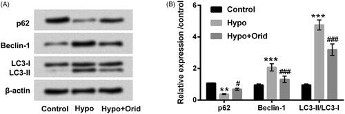 Figure 2. Effect of Orid on hypoxia-caused cell autophagy in H9c2 cells. (A, B) Western blot assay was executed for the detection of p62, Beclin-1, LC3-I and LC3-II in hypoxia and Orid (5 μM) co-stimulated H9c2 cells. **p < .01, ***p < .001: hypoxia group vs. control group; #p < .05, ###p < .001: hypoxia + Orid group vs. hypoxia group.