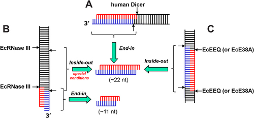 Figure 1. Mechanisms of long dsRNA processing by RNase III enzymes. (a) Human Dicer recognizes the dsRNA termini with a 2-nucleotide 3ʹ overhang, cleaves both strands, and produces a duplex RNA of 22 nucleotides in each strand (The end-in mechanism). (b) An EcRNase III dimer recognizes the dsRNA termini, especially those featuring a 2-nucleotide 3ʹ overhang, cleaves both strands, and produces a short duplex RNA of 11 nucleotides in each strand (The end-in mechanism). Under special conditions, however, two EcRNase III dimers bind to and cleave dsRNA in a cooperative manner, which produces a duplex RNA of 22 nucleotides in each strand. (The inside-out mechanism). (c) Two EcEEQ (the E38A/E65A/Q165A triple mutant of EcRNase III) or EcE38A (the EcE38A single mutant of EcRNase III) dimers bind to and cleave dsRNA in a cooperative manner, which produces a duplex RNA of 22 nucleotides in each strand (The inside-out mechanism). A similar version of this figure was previously published in [Citation7].