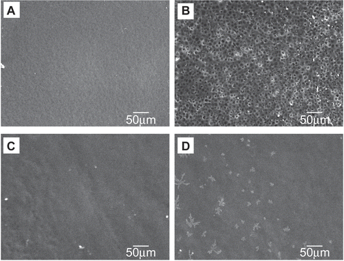 Figure 3.  SEM images of the air contact surface during incubation in PBS. Film A: (A) before; (B) after 3 days. Film B: (C) before; (D) after 3 days.