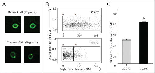 Figure 6. Heat alone promotes lipid raft reorganization in vivo (A, B) C57BL/6 mice were heated at 39.5°C for 6 hours as described in Methods. Splenocytes were removed immediately following heating and stained with anti-CD4 Ab and FITC-CTxB. The diffuse GM1 and clustered GM1 on CD4+ T cells were examined by Imagestream flow cytometry with (A) representative images of diffuse GM1 and Clustered GM1 shown. (B) Aspect Ratio vs. Bright Detail Intensity features were used to gate on cells with clustered GM1 surface staining (C). The percentage of CD4+ T cells with clustered GM1 from mice maintained at 37°C (gray bar) and mice heated for 6 hrs at 39.5°C (black bar) was quantified.