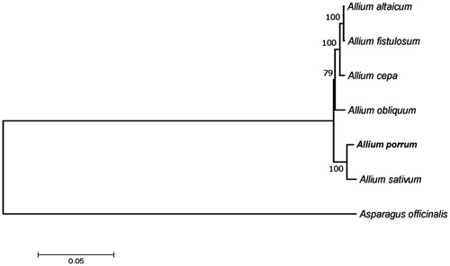 Figure 1. Phylogenetic tree inferred by maximum-likelihood using 80 protein-coding gene sequences from plastomes of Allium species (Allium altaicum (NC_040972), Allium cepa (NC_024813), Allium fistulosum (NC_040222), Allium obliquum (NC_037199), Allium porrum (MK820026), Allium sativum (NC_031829)) and Asparagus officinalis (NC_034777) as an outgroup. PhyML 3.1 was used for the sequence alignment and construction of the tree. Bootstrap support values based on 1000 replicates are displayed on each node.