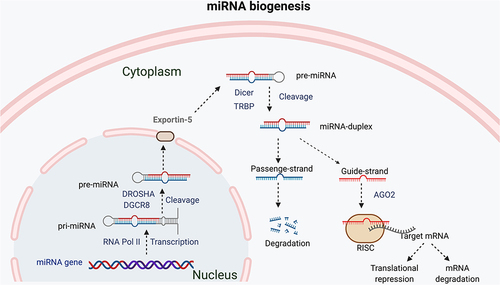 Figure 1 Schematic diagram of miRNAs’ biogenesis and its function in post-transcription.