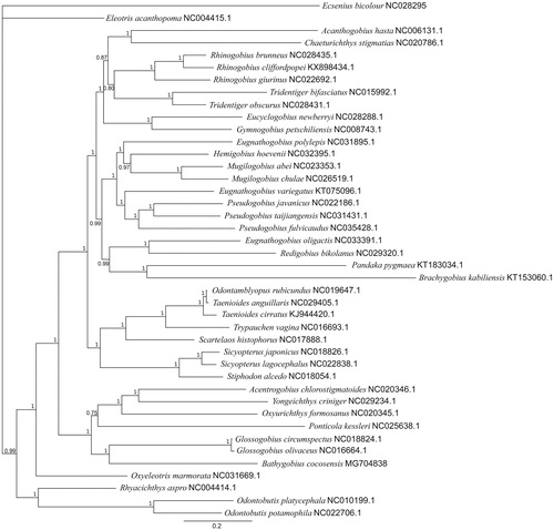 Figure 1. Phylogeny of 41 Gobiidae species produced through MrBayes under a GTR + I + G model, with E. bicolour (Perciformes, Blenniidae) as an outgroup, based on coding sequences of mitogenomes. Node labels indicate posterior probability.