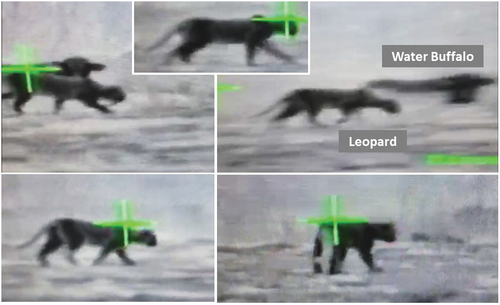 Figure 2. Screenshots taken from the thermal camera video of the leopard in Şırnak.