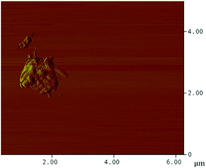 Figure 12. (Colour online) AFM image of PEI-Phe(4-N-G) with PEI linkages.