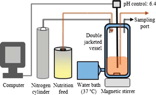 Figure 1. Schematic representation of the semi-continuous colon model fermentation system derived from the computer-controlled human dynamic gastrointestinal tract [Citation16]. The fermentor is continuously magnetically stirred. Temperature of the culture system is kept constant at 37 °C by the flow of hot water in the double-jacketed vessel. pH is computer controlled at 6.4. Portholes allow for the addition of food solution and the removal of the culture solution. Anaerobic atmosphere is maintained by the flush of nitrogen.
