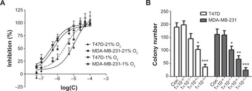 Figure 5 In vitro antitumor effect of Andro on breast cancer cells.