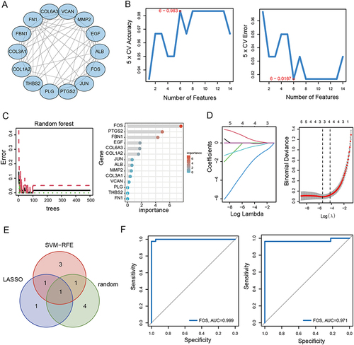 Figure 2 Identification of biomarkers using machine learning. (A) PPI network of hub genes. (B) SVM-RFE algorithm. (C) Random forest algorithm. (D) LASSO regression algorithm. (E) Venn diagram of overlapping hub genes identified by SVM-RFE, Random forest and LASSO regression algorithm. (E) ROC curve of FOS in GSE96804. (F) ROC curve of FOS in GSE142025.