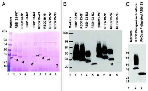 Figure 2. Expression profiles of the different SAR-CoV RBD protein constructs in yeast. The expression of wild-type (WT) and the different deglycosylated proteins of RBD193 and RBD219 in P. pastoris X-33 after induction with methanol were detected by SDS-PAGE (A) and by western blot with anti-RBD mAb 33G4 (0.2 µg/ml) (B). Each lane was loaded with 10 µl of induced culture (unpurified). (C) The N-linked glycan on yeast-expressed recombinant RBD193-WT could be removed completely by Peptide-N-Glycosidase F (PNGase F) digestion. Lane 1: protein marker, lane 2: RBD193-expressed culture (10 µl), lane 3: PNGase F digested RBD193.