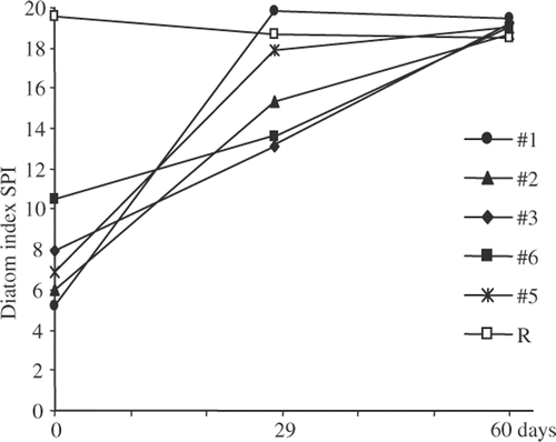 Fig. 5. Changes in the diatom index SPI of the transferred blocks and the native blocks of the reference site R. The SPI values for day 0 are an average of the 3 blocks sampled in each site.