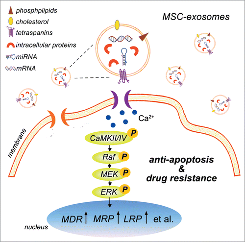 Figure 7. Schematic model for the role of MSC-exosomes in the development of drug resistance in gastric cancer. MSC-exosomes contains a variety of bioactive molecules ranging from mRNAs, proteins, to miRNAs. MSC-exosomes incorporated into the gastric cancer cells stimulate the activation of CaM-Ks (predominantly CaM-KII and CaM-KIV). Activation of CaM-KII and CaM-KIV trigger the activation of downstream Raf/MEK/ERK signaling cascade. Consequently, the expression of multi-drug resistant proteins is up-regulated in gastric cancer cells, resulting in the resistance to chemotherapy-induced apoptosis and the development of drug resistance.