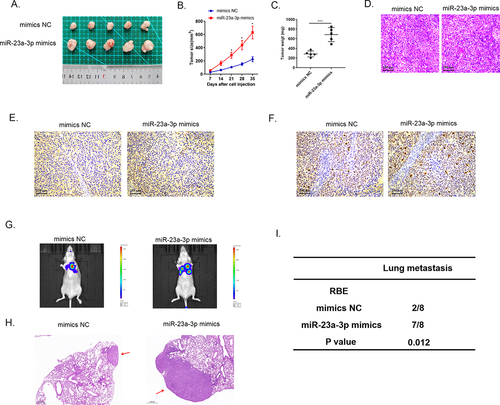 Figure 5. MiR-23a-3p mimics promoted growth, as well as metastasis of tumor in vivo. (a) The image of tumor in miR-23a-3p mimics as well as mimics NC groups. (b) The tumor growth curve when miR-23a-3p been upregulated. (c) The average tumor weight when miR-23a-3p was upregulated. (d) HE staining of subcutaneous tumors. (e) Detected PanCK protein using IHC staining of subcutaneous tumors. (f) Up-regulation of Ki-67 in miR-23a-3p mimics group in comparison to mimics NC group. (g-i) Lung metastasis and HE staining results of tumor when miR-23a-3p was upregulated.