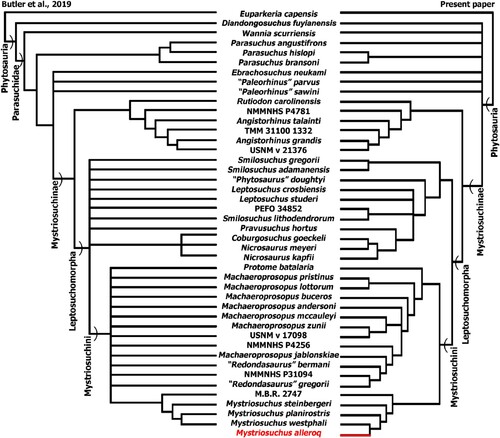 FIGURE 12. Relationships of Phytosauria based on Butler et al. (Citation2019), left; and this paper, right.