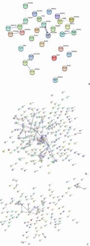 Figure 3. Protein interaction network analysis of DEPs of spleen development of three breeds. A: 15AC-VS-15PC; B: 15AC-VS-15 TC; C: 15PC-VS-15 TC. “ – ”activation; “ – ”inhibition; “ – ”binding; “ – ”catalysis; “ – ”phenotype; “ – ”posttranslational modification; “ – ”reaction; “ – ”transcriptional regulation; “→”positive; “—”negative; “ – ∙”unspecified.