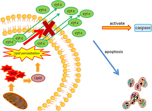 Figure 2. The involvement of mitochondria in apoptotic cell death and cellular necrosis. The overproduction of ROS by the mitochondria causes lipid peroxidation. Lipid peroxidation increases the permeability of the mitochondrial membrane. The increased membrane permeability ultimately leads to a loss of mitochondrial integrity that results in the release of cytochrome c into the cytoplasm, the subsequent activation of caspase activity, and the initiation of apoptotic cell death. ROS = reactive oxygen species.