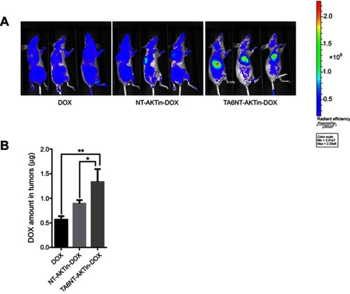 Figure 6 (A) In vivo images of mice treated with 5 mg DOX equivalent/kg of free DOX, NT-AKTin-DOX and TA6NT-AKTin-DOX for 4 hrs. (B) The measured DOX amounts in tumors. Two-tailed Student’s t-test was used. *p<0.05, **p<0.01.