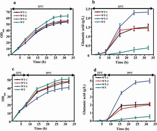 Figure 4. Comparison of fermentation properties among WT (C. glutamicum ATCC 13032) and its murA or/and murB deletion strains (WT-1 (WT, ΔmurA), WT-2 (WT, ΔmurB), WT-3 (WT, ΔmurAB)) under different fermentation temperature. (a) Cell growth of these strains at 32°C. (b) Glutamate production of these strains at 32°C. (c) Cell growth of these strains first at 32°C, and shifted to 39°C when the ΔOD600 reached 15 to 18. (d) Glutamate production of these strains first at 32°C, and shifted to 39°C when the ΔOD600 reached 15 to 18.