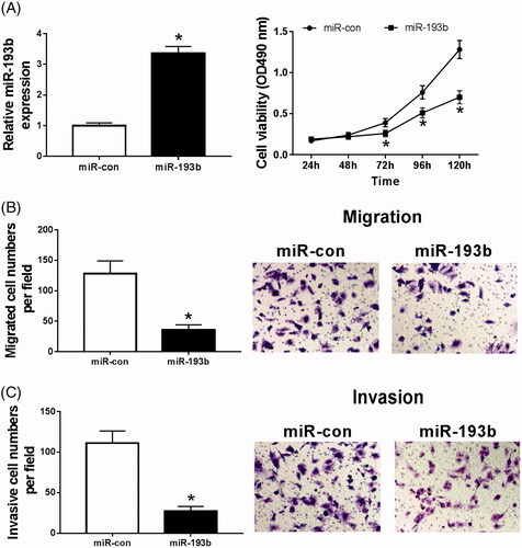 Figure 2. Overexpression of miR-193b inhibits proliferation, migration and invasion of renal cancer cells. (A) The effect of over-expression of miR-193b on the expression of miR-193b in CaKi-1 cells; (B) the effect of over-expression of miR-193b on the activity of CaKi-1 cells; (C,D) the effect of over-expression of miR-193b on the migration and invasion of Ki-1 cells; *p < .05.