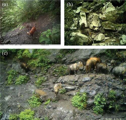 Photo 2.3. (a) Sambar deer’s (Rusa unicolor) courtship behavior, (b) Tibetan macaque’s (Macaca thibetana) mating behavior, and (c) Takin’s (Budorcas taxicolor) mating behavior in the mineral licks in the Anzihe Nature Reserve. Photo by Infrared camera (installer: Honghan Ma, Yujin Wang, Xingcheng He).