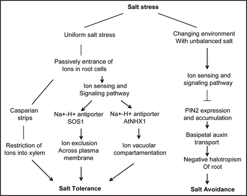 Figure 2 An illustrative model of the sensing and response by the plant root when grown under different saline conditions. This model proposes two major mechanisms of salt responses by plants, where salt tolerance is the ability to function while stressed; Salt avoidance is the capacity to stay away from salt stress when growing in changing saline conditions.