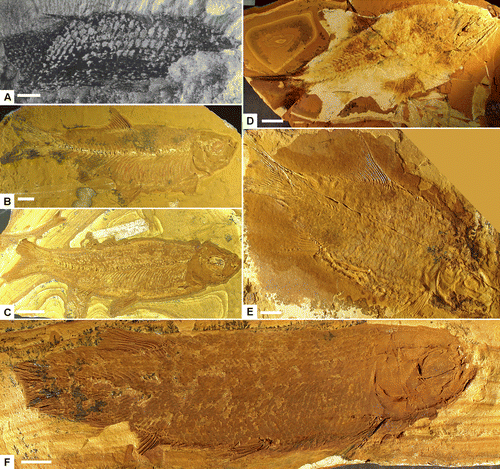 Fig. 5 Jurassic fish: A. semionotiform fish from the Walloon Coal Measures (mid-Jurassic), Queensland [from Turner and Rozefelds (Citation1987) reproduced with permission of MQM]. B. Cavenderichthys talbragarensis, Australian Museum specimen AMF4133. C. Cavenderichthys talbragarensis, Geological Survey of New South Wales specimen MMF13561a. D. Coccolepis sp. AMF117880. E. Aphnelepis sp., unregistered specimen, Bean collection, ANU; F. Archaeomene sp., MMF23674. B–F from the Upper Jurassic Talbragar fish beds, Talbragar, NSW. Scale bars = 10 mm.