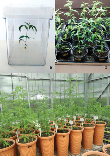 Figure 1. a) in vitro regenerated plant (EPS/40), b) acclimatization of plantlets, c) plants growing in the vegetation hall.