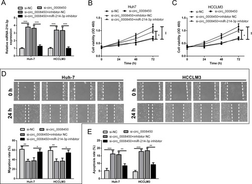 Figure 3 Hsa_circ_0008450 knockdown inhibits cell proliferation and migration abilities, and induces apoptosis in HCC cells. (A) The expression of miR-214-3p was examined in Huh-7 and HCCLM3 cells. (B and C) CCK-8 assay was used to examine the cell proliferation viability. (D) Analysis of the cell migration by the wound healing assay. (E) The cell apoptosis was assessed by ﬂow cytometry analysis. *P < 0.05, **P < 0.01, and ***P < 0.001.