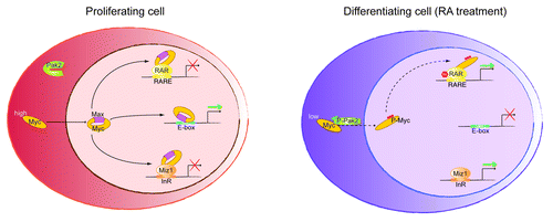 Figure 1. In proliferating cells, Myc is expressed and Pak2 is inactive. Myc/Max heterodimer induces E-box-containing genes and represses both Miz-1 and RARα targets. This triple action ensures that differentiation is blocked while cells are proliferating. During RA-induced differentiation, Myc is downregulated and, at least in part, phosphorylated by active Pak2 kinase (P-Pak2). Phospho-Myc (P-Myc) cannot bind to Max, activate E-box genes or repress Miz1 targets. However, P-Myc retains RARα binding and further activates RA-target genes by recruitment of co-activators, thus favoring cell differentiation.