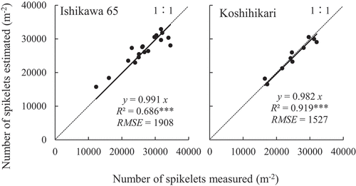 Figure 4. Relations between the number of spikelets measured and that estimated in Ishikawa 65 and Koshihikari. ***Significant at 0.001 level (n = 18 in Ishikawa 65; n = 10 in Koshihikari).